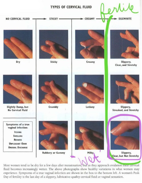 types-of-cervical-mucus-before-ovulation