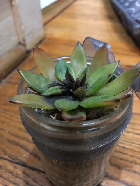 plant pot hanger Plant Hanger