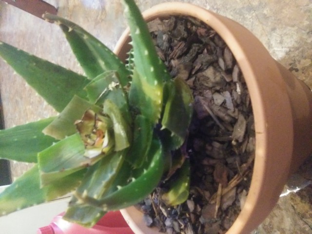 Is my aloe plant dead? - Glow Community