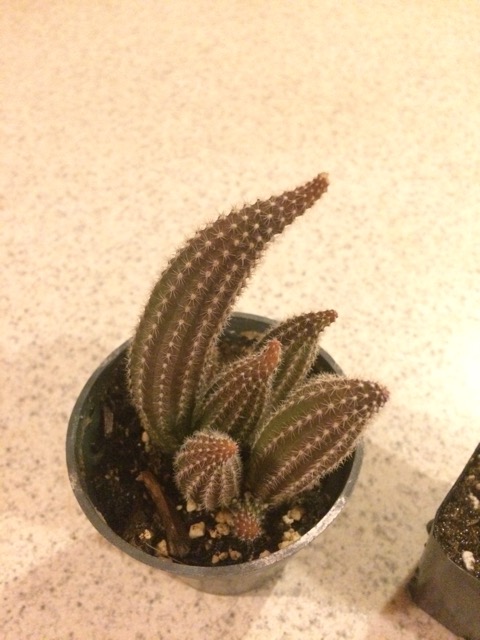 hybrid cactus Trichocereus grandiflorus hybrid  Happy Valley Plants