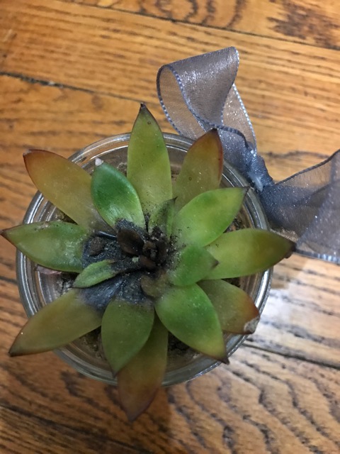 Help my succulents dying! - Glow Community